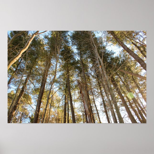 Über den Bäumen – Friedliche Naturlandschaft Poster (Vorne)
