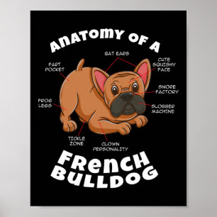 Über eine Französische Bulldogge Poster