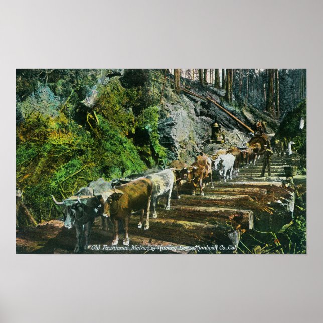 Überblick über die Hauling-Logs der Ox-Teams Poster (Vorne)