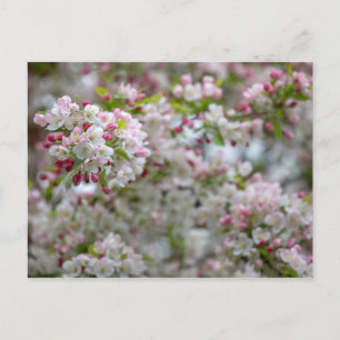 Überfluss an Blüten Postkarte