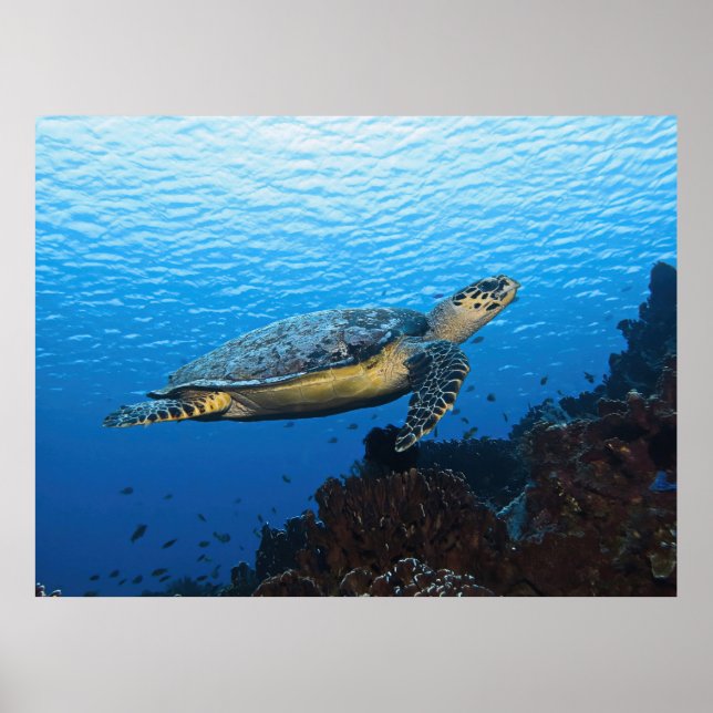 Übergabe von Hawksbill Poster (Vorne)