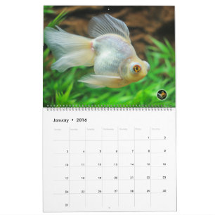 Übergroßer GEDIEGENES GOLD Goldfisch-Kalender 2016 Kalender