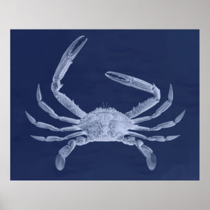 Übergroßes Krabben-Triptychon im Blau Poster