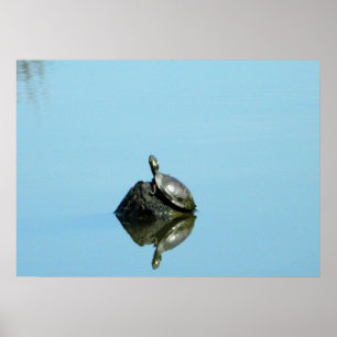 Überlegungen des Frühjahrs (Schildkröte) Poster