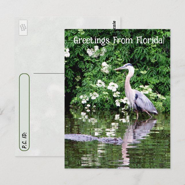 Überqueren von Great Blue Heron und Alligator Postkarte (Vorne/Hinten)