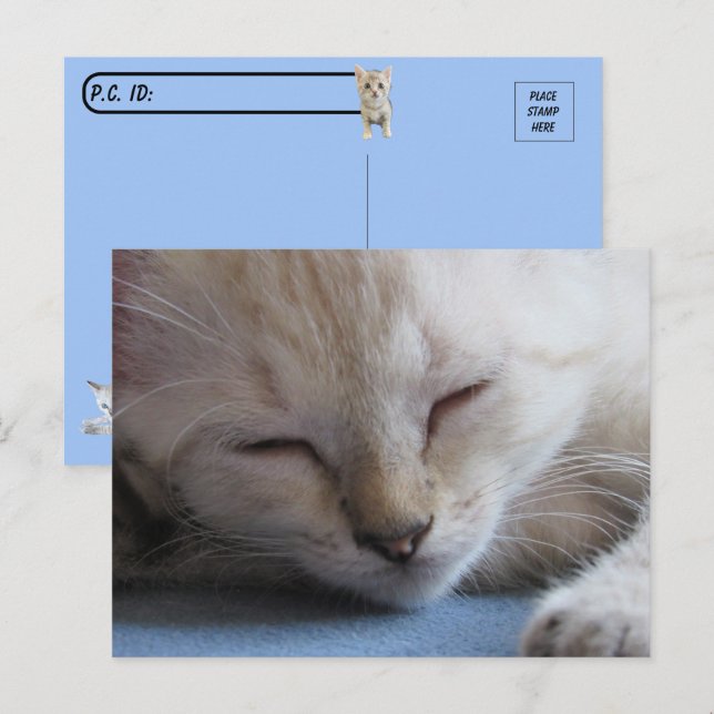 Überquerung Schlaf Siamese Kitten - Miss Winter Postkarte (Vorne/Hinten)