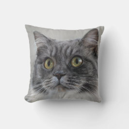 Überraschende graue Katze, eine charakteristische Kissen