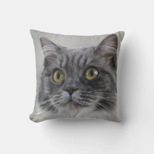 Überraschende graue Katze, eine charakteristische  Kissen