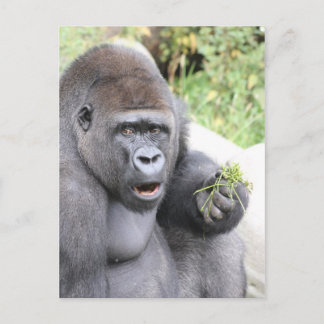 Überraschender Gorilla Postkarte