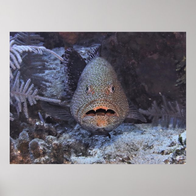 Überraschender Grouper Poster (Vorne)