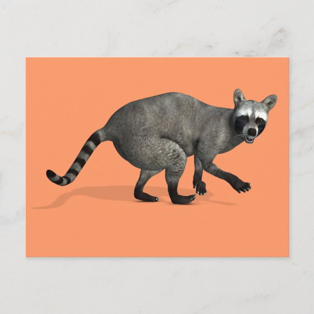 Überraschender Raccoon Postkarte (Vorderseite)