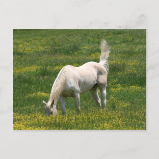 Überraschendes Pferd Postkarte