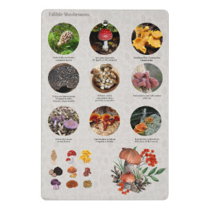 Übersicht über die hilfreichen Mushrooms-Fotos Mini Klemmbrett