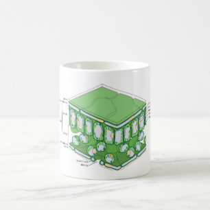 Übersicht über die Pflanze der Gewebestruktur Kaffeetasse
