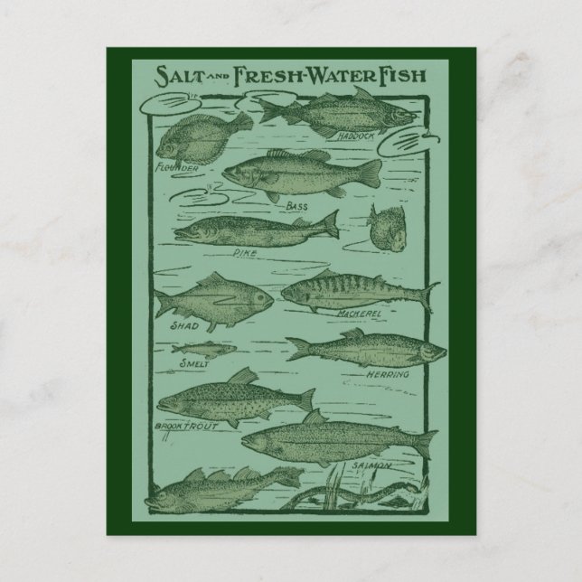 Übersicht über Salz und Süßwasserfische Postkarte (Vorderseite)