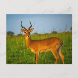 Uganda Murchison Falls Antelope Postcard Postkarte