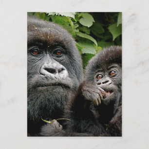 Ugandan Gorillas Postkarte