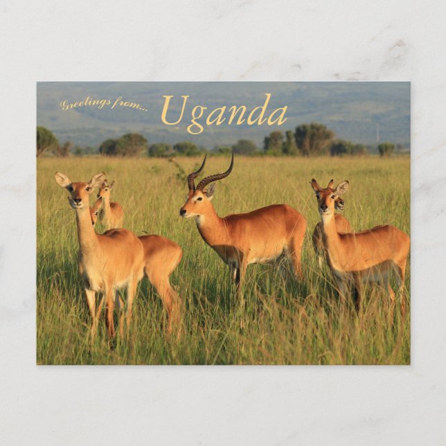 Ugandan Kob Queen Elizabeth Nationalpark Uganda Postkarte (Vorderseite)