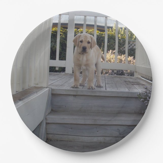 UGG-Treppen: Labrador Puppy auf Treppen, Pappteller (Vorderseite)