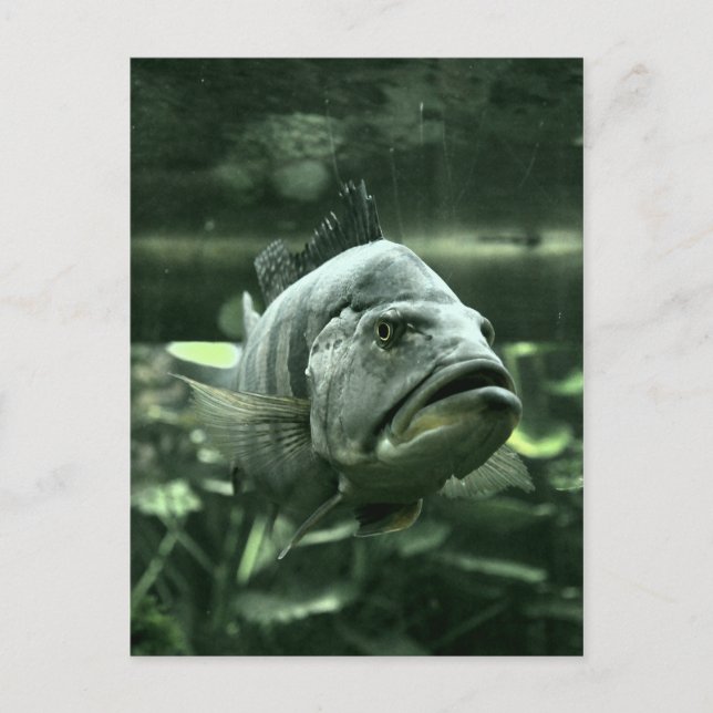Ugly Aquarium Fish Postkarte (Vorderseite)