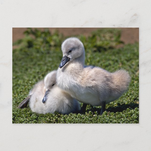 Ugly Ducklings Postcard Postkarte (Vorderseite)