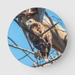 Uhr mit juveniler Habicht-Wanduhr Wildtier-Vogel