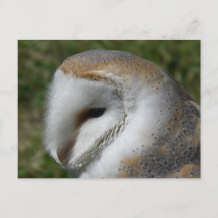 Uhu Postkarte