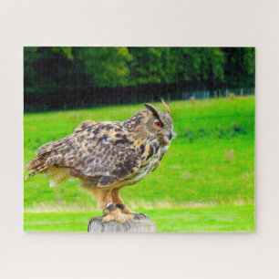 Uhu-Raubvogel.