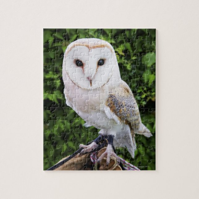 Uhu (Tyto Alba) auf Handschuh (Vertikal)
