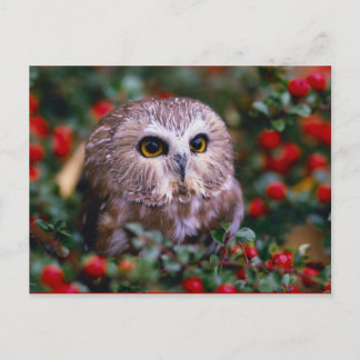 uilen postkarte