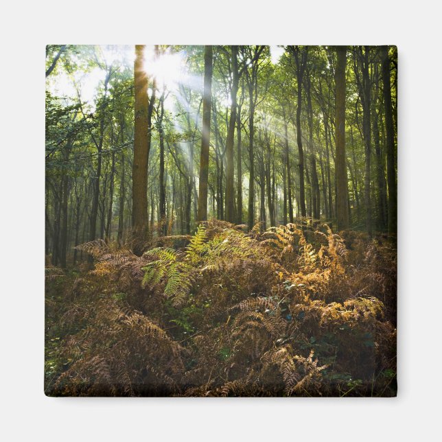 UK, England. Sonnenstrahlen durch Magnet (Vorne)