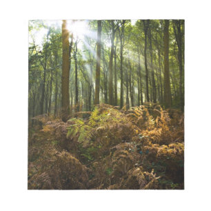 UK, England. Sonnenstrahlen durch Notizblock