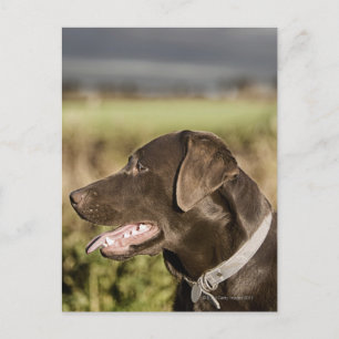 UK, England, Suffolk, Thetford Forest, Profil Postkarte