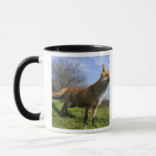 UK, England. Vulpes vulpes) Tasse