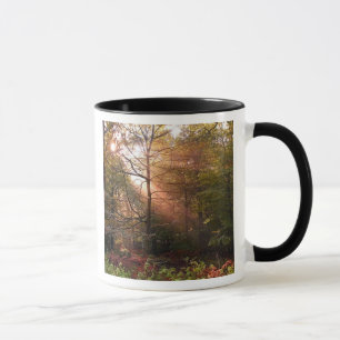 UK. Forest of Dean. Sonnenstrahl dringt in einen Tasse