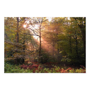 UK. Forest of Dean. Sonnenstrahl durchdringt einen Fotodruck
