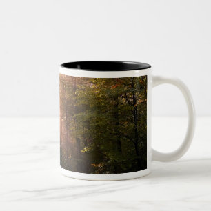 UK. Forest of Dean. Sonnenstrahl durchdringt einen Zweifarbige Tasse