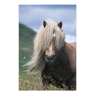 UK, Schottland, Shetland-Inseln, Shetlandpony Fotodruck