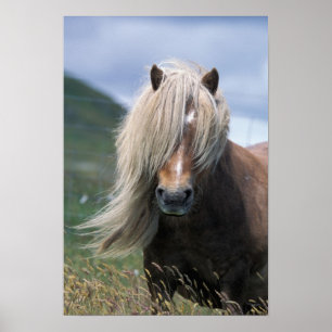 UK, Schottland, Shetland-Inseln, Shetlandpony Poster