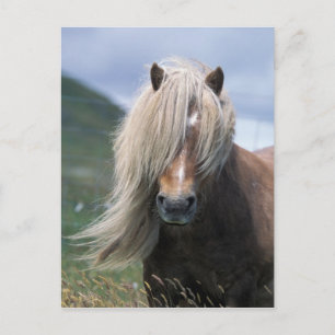 UK, Schottland, Shetland-Inseln, Shetlandpony Postkarte