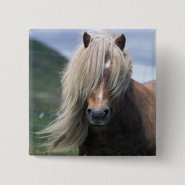 UK, Schottland, Shetland Islands, Shetland Pony Button (Vorderseite)