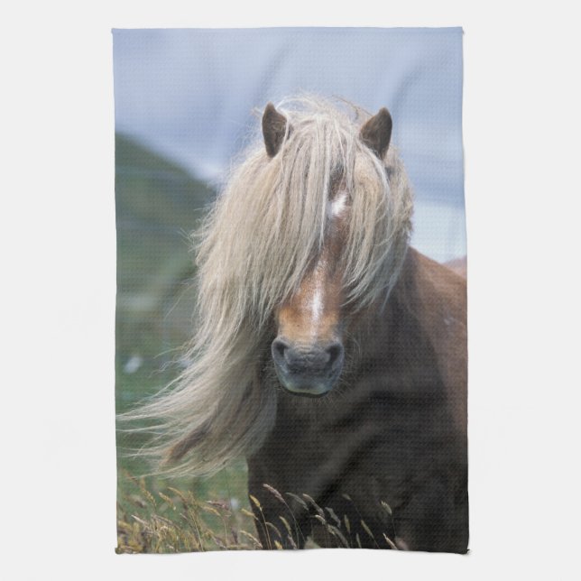 UK, Schottland, Shetland Islands, Shetland Pony Küchentuch (Vertikal)