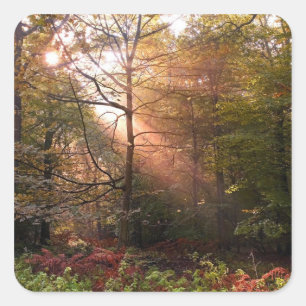 UK. Wald von Dean. Sonnenstrahl durchdringt einen Quadratischer Aufkleber