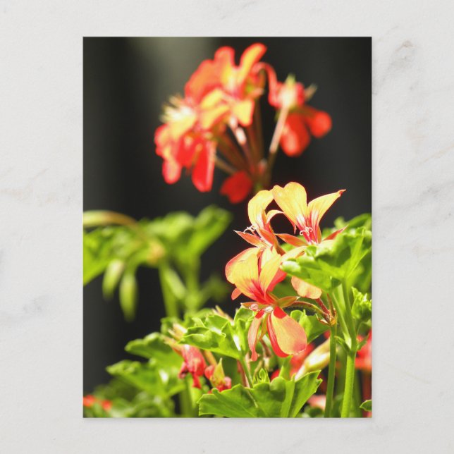 Ukrainische Blume Postkarte (Vorderseite)