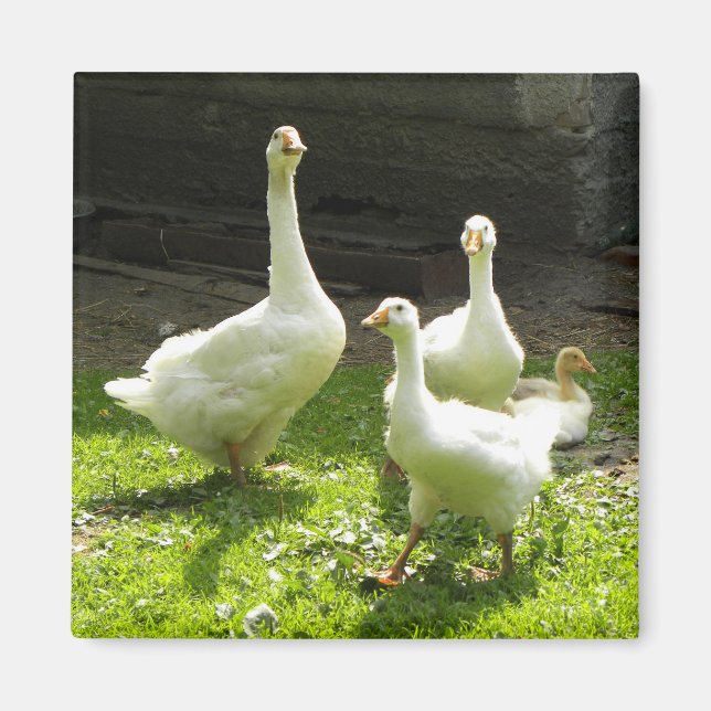 Ukrainischer Gänse Magnet (Vorne)