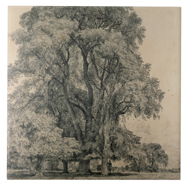 Ulmenbäume in altem Hall parken, OstBergholt, 1817 Fliese (Vorderseite)