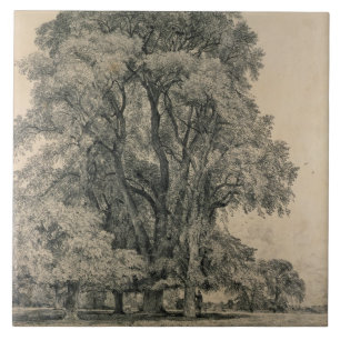 Ulmenbäume in altem Hall parken, OstBergholt, 181 Fliese