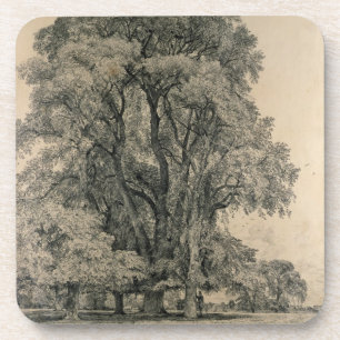 Ulmenbäume in altem Hall parken, OstBergholt, 181 Getränkeuntersetzer