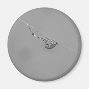 Uloborus Magnet