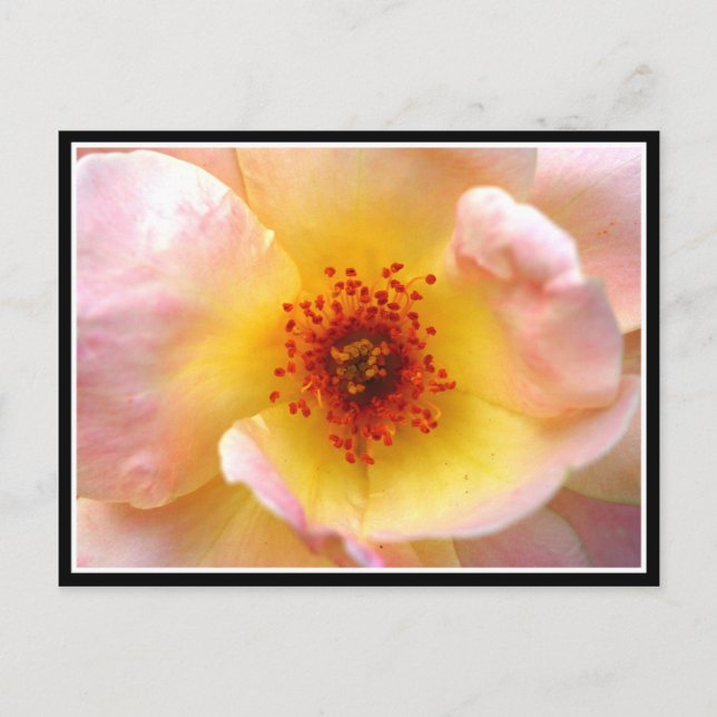Ultra-Blume Postkarte (Vorderseite)